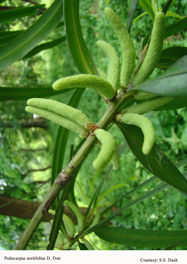 Podocarpus neriifolius D. Don 